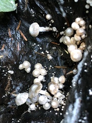 Asterophora parasitica