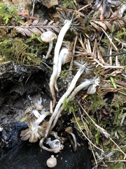 Asterophora parasitica