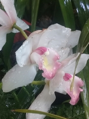 Rodriguezia granadensis