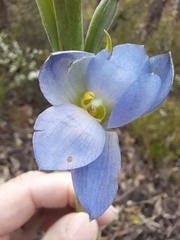 Thelymitra grandiflora
