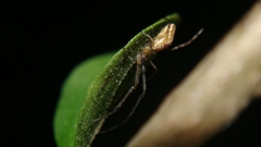 Tetragnathidae