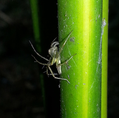 Oxyopes