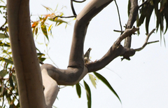 Daphoenositta chrysoptera