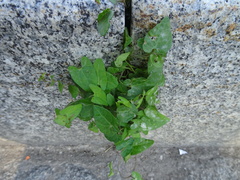 Convolvulaceae