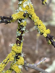 Xanthorioideae