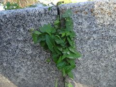 Convolvulaceae