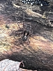Lycosoidea