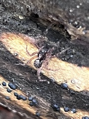 Lycosoidea