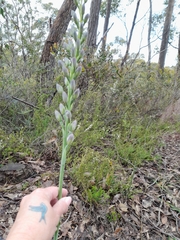 Thelymitra grandiflora