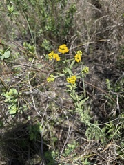 Nidorella resedifolia