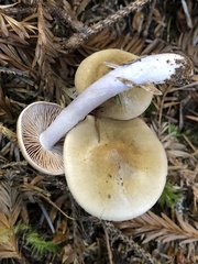 Cortinarius seidliae