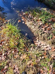 Physcomitrium immersum