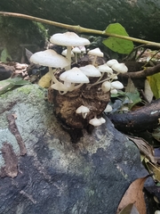 Favolaschia manipularis