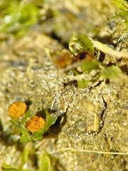 Physcomitrium immersum