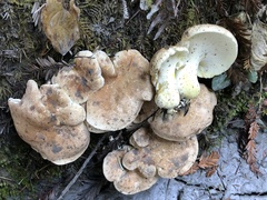 Albatrellus avellaneus