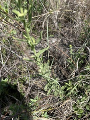 Nidorella resedifolia