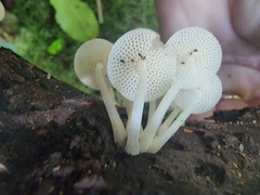 Favolaschia manipularis