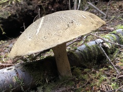 Caloboletus conifericola