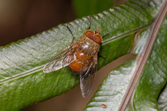 Calliphora ochracea
