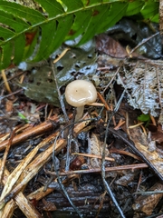 Clitocybe deceptiva