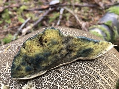 Caloboletus conifericola