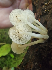 Favolaschia manipularis