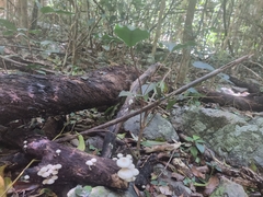 Favolaschia manipularis