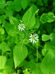 Stellaria cuspidata