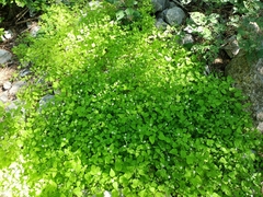 Stellaria cuspidata
