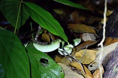 Tropidolaemus subannulatus