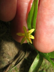 Hypoxis hirsuta