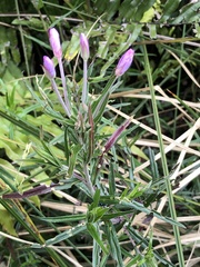 Epilobium pallidiflorum