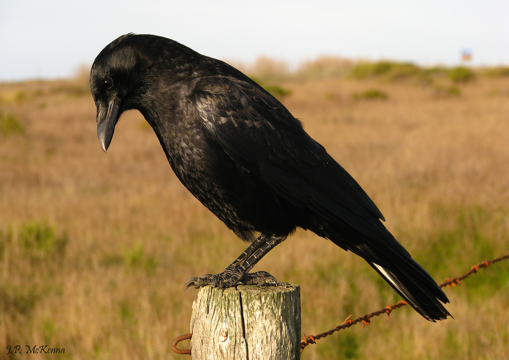 American Crow (Corvus brachyrhynchos) · iNaturalist