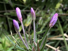 Epilobium pallidiflorum