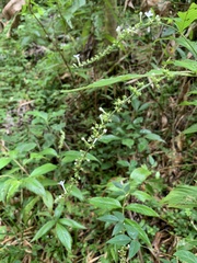 Gonzalagunia hirsuta