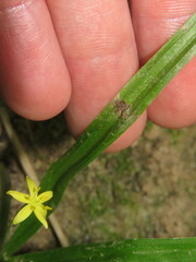 Hypoxis hirsuta