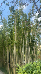 Bambusa vulgaris