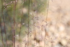 Panicum effusum