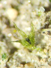 Micromitrium tenerum