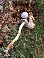 Gymnopilus punctifolius