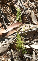 Lindsaea microphylla