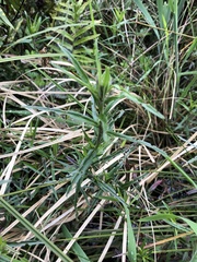 Epilobium pallidiflorum