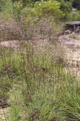 Panicum effusum