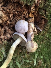 Gymnopilus punctifolius