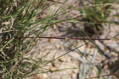 Panicum effusum