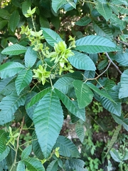 Sapindaceae