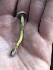 Gymnopilus punctifolius