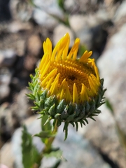 Grindelia hirsutula