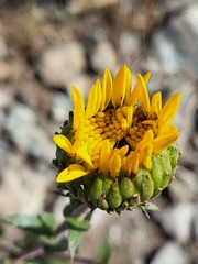 Grindelia hirsutula