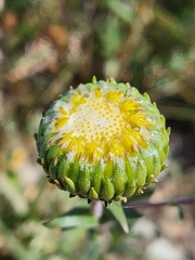 Grindelia hirsutula